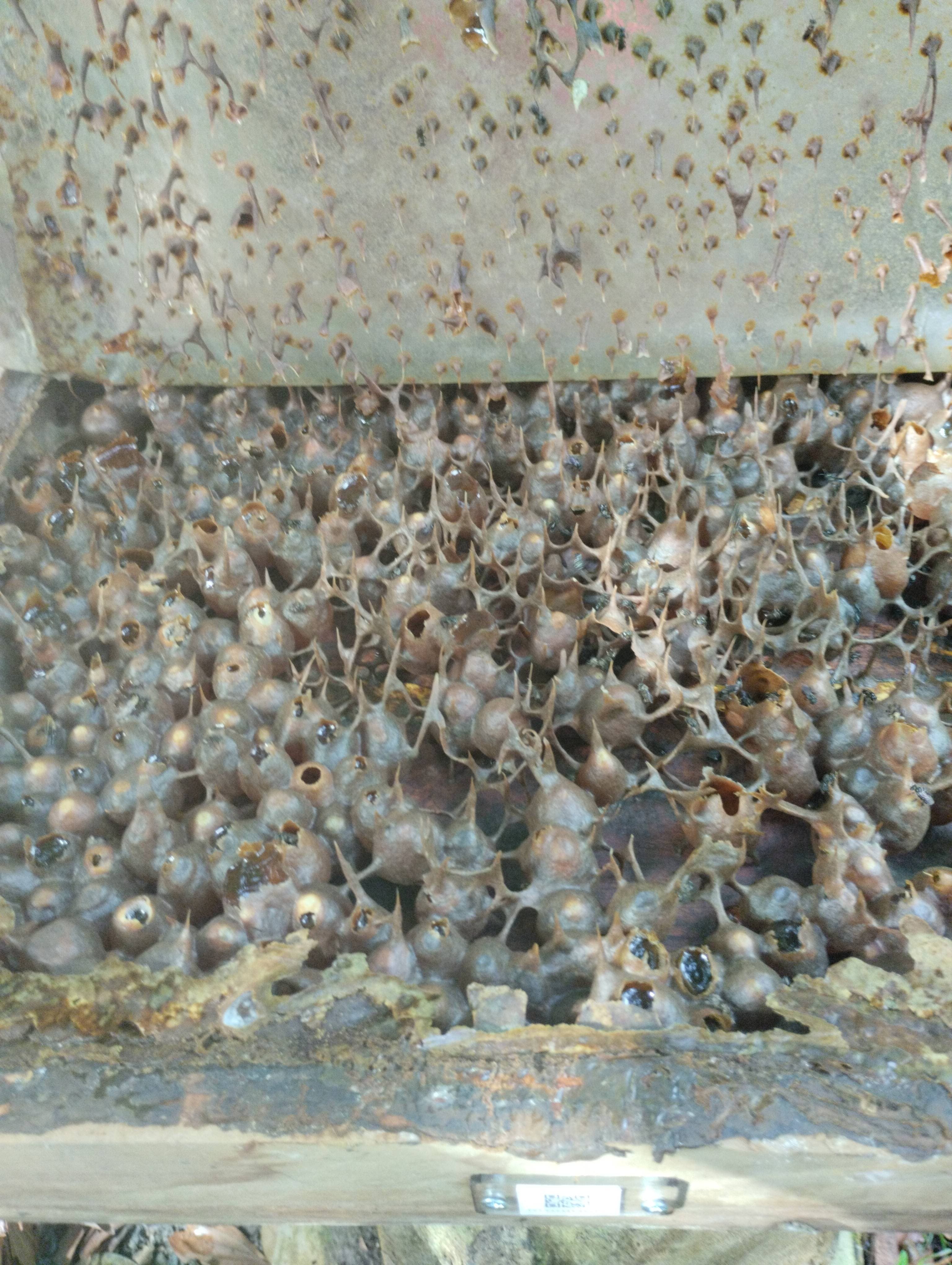 Hive Image 1